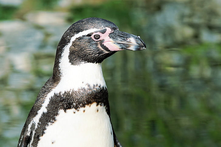 Pingüino de, pájaro, animal, mundo animal, pájaro del agua, agua, proyecto de ley
