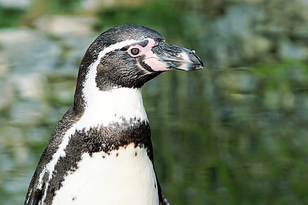 pingüí, ocell, animal, món animal, ocell d'aigua, l'aigua, projecte de llei