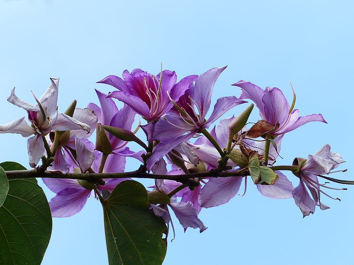 cvetje, roza, drevo, bauhinie, Bauhinia, Orchid tree, stročnic