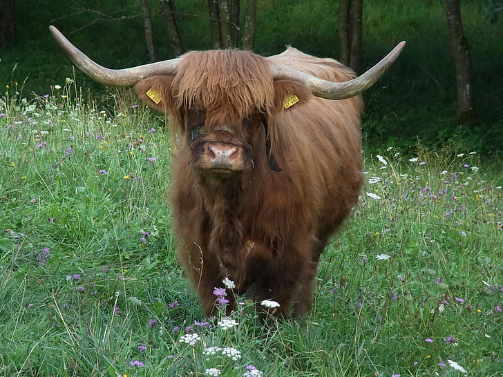 Highland biff, biff, Skottland, ku, Bull, dyr, natur