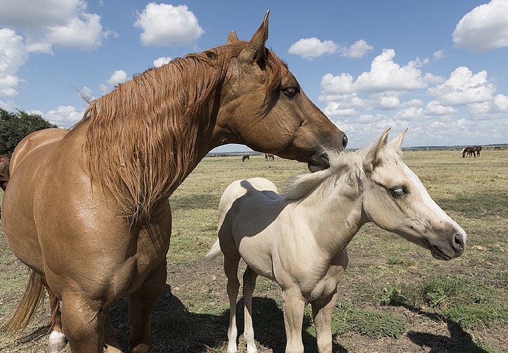cavalos do trimestre, Colt, égua, rancho, animais, Hipismo, agricultura