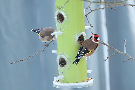 stieglitz, goldfinch, food column, winter feeding, bird, birds, wild bird
