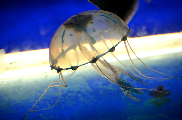 medúza, hal, csápok, mint a esernyő, Man-of-War, akvárium, Sting