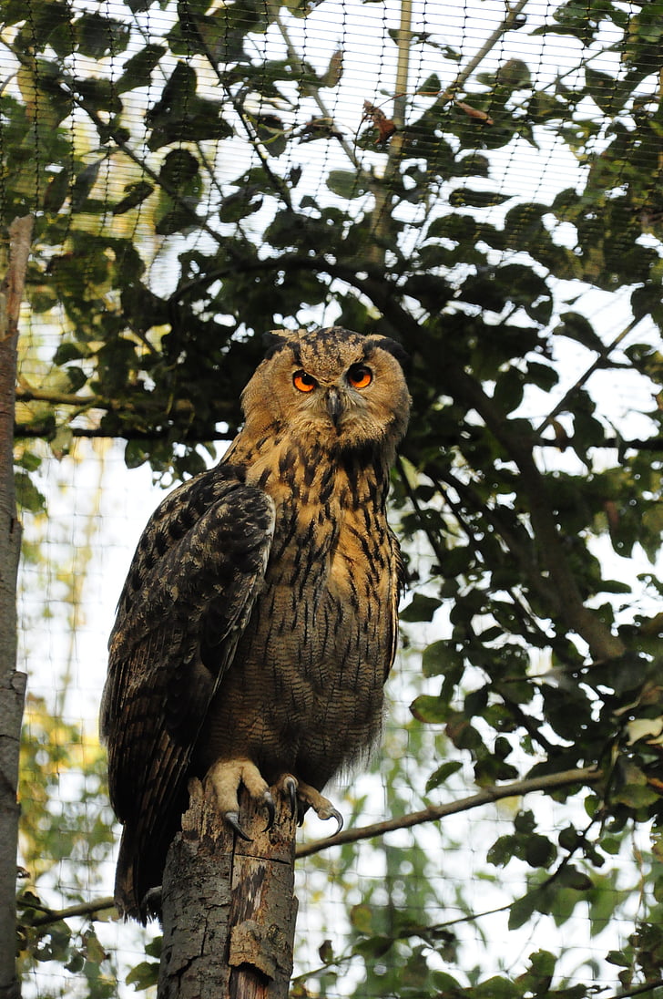 burung hantu, Eurasia eagle owl, kebun binatang, malam aktif, burung pemangsa, burung, hutan