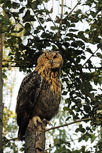 Owl, á-Âu eagle owl, sở thú, đêm hoạt động, chim săn mồi, con chim, rừng