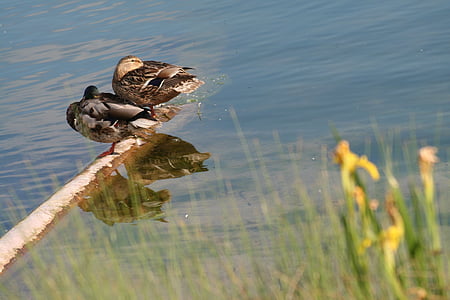 ducks, couple, sleep, rest, water, mirroring, lake