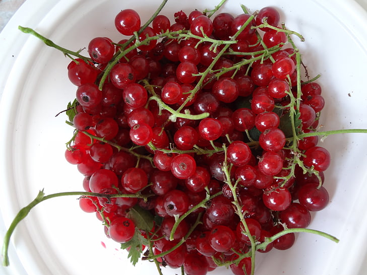 currant, fruit, red, healthy, colorful, red currant