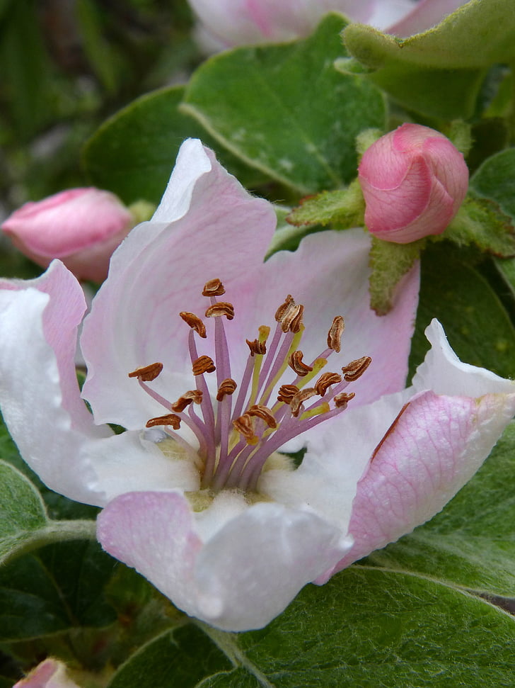 Quince blomst, Quince, blomst, Cocoon, pistils