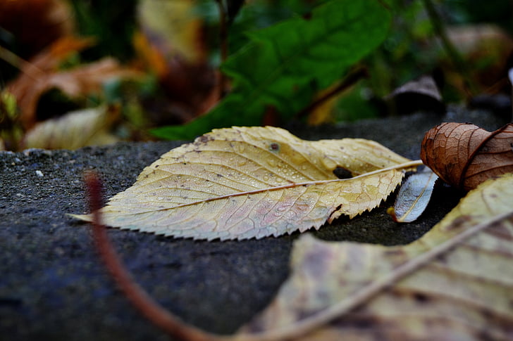 sheet, autumn, macro, nature, leaf, season, yellow