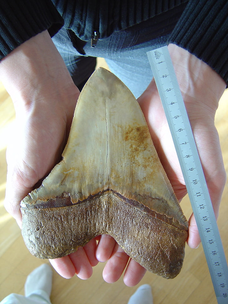fossilized tooth, megalodon, giant shark, carcharodon megalodon species, dating from the miocene, 18 cm diagonal, 13 cm base