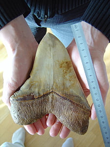 fosil gigi, Megalodon, hiu raksasa, Carcharodon megalodon spesies, berasal dari Miosen, 18 cm diagonal, 13 cm dasar