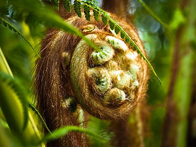 tasmanska ormbunke, Fern, Anläggningen, grön, naturen, ormbunke växt, veckla ut