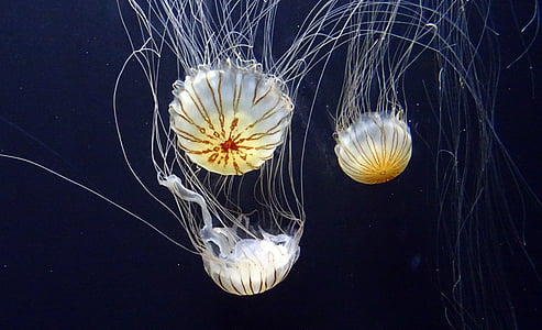 jellyfish, jelly, fish, marine, underwater, aquarium, exotic