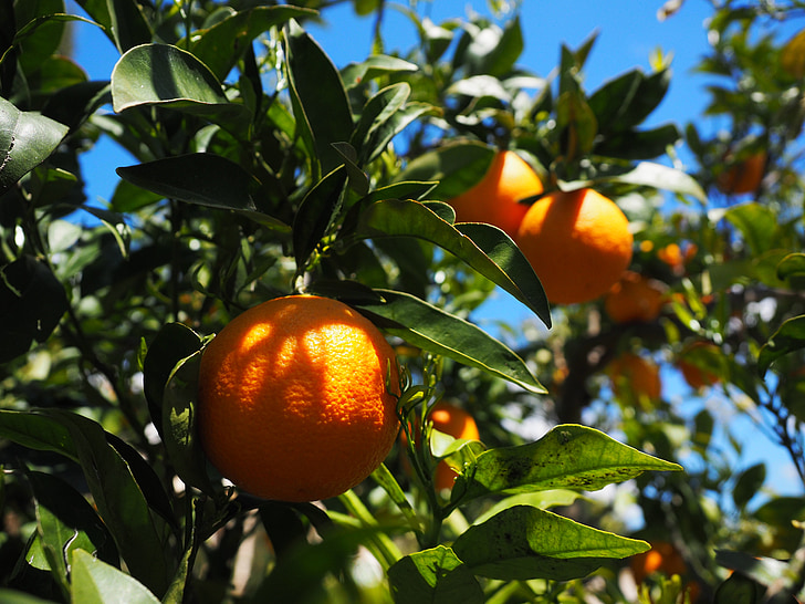 apelsinai, vaisiai, apelsinų medžių, Citrusiniai vaisiai, medis, lapai, Estetinis
