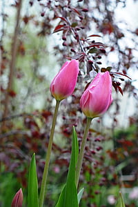 Tulip, tulipanes, rosa, flores, planta, florece, naturaleza
