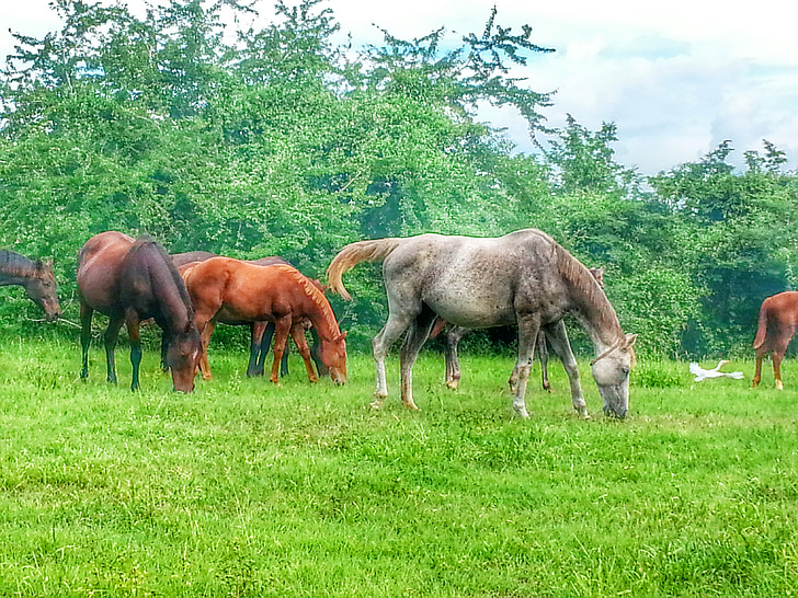 häst, Puerto Rico, grön