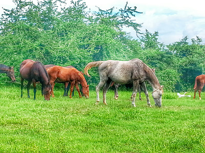 kôň, Portoriko, Zelená