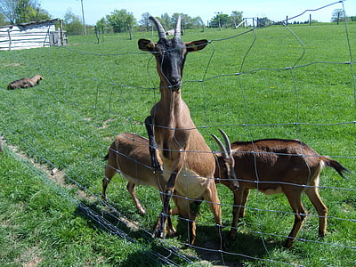 animals, goats, pasture, fence