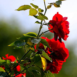 τριαντάφυλλο, ο Μπους, άνθος, άνθιση, φύση, οικογένεια τριαντάφυλλου, φυτό