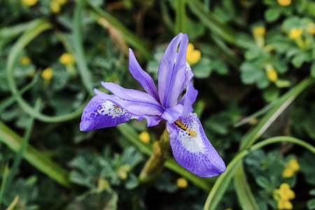 Wilde Blume, lila, bunte, Anlage, Frühling, Natur, Wiese