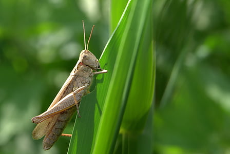 grasshopper, tettigonia viridissima, cricket, grass, insect, nature, jump
