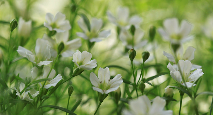 λουλούδια, φυτό, φύση, λευκό, χλωρίδα, μακροεντολή, Κήπος