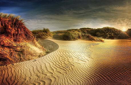 dunes, beach, north sea, sea, sand, grass, denmark