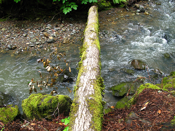 Stream, Lumut, log, Jembatan, hutan, jatuh log, pohon