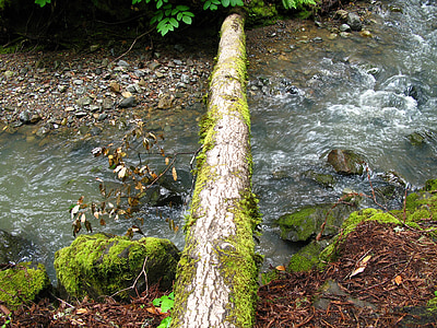 corriente, Moss, registro, puente, bosque, tronco caído, árbol