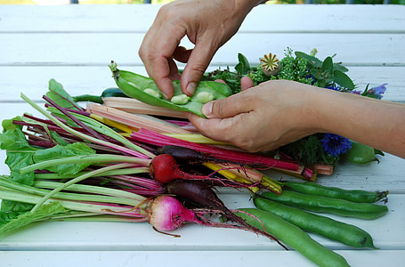 manos, verduras, cultivo, verano