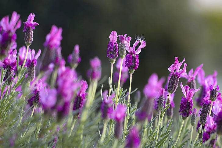 lavendar, field, green, closeup, blooming, france, natural