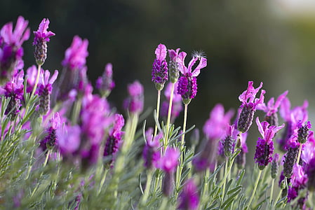 lavendar, polje, zelena, krupne, cvatnje, Francuska, prirodni