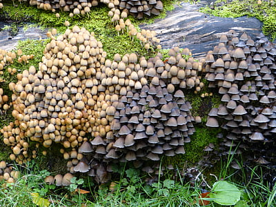 mushrooms, plant, tree stump, colony, forest, nature