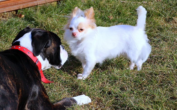 con chó, vật nuôi, võ sĩ quyền Anh, Chihuahua, màu đen, trắng, được quan sát thấy