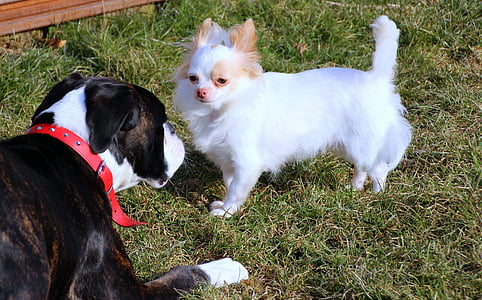 cães, animais de estimação, Boxer, Chihuahua, preto, Branco, ser observada