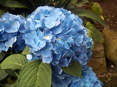 bleu, hortensia, fleur, nature