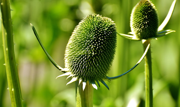 plant, green, nature, flower, close