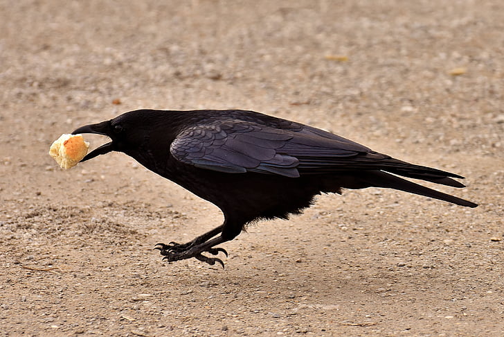 quạ thường, Raven, Raven chim, con quạ, động vật, Thiên nhiên, lông vũ