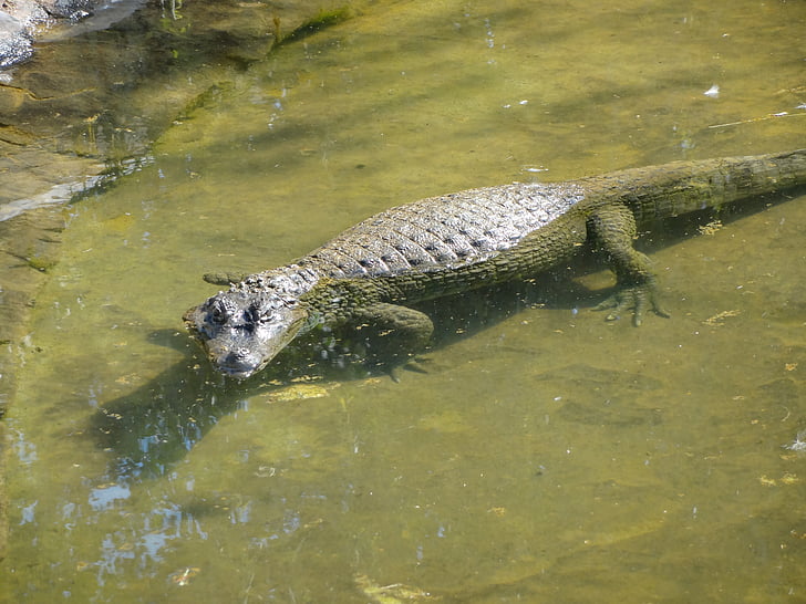 cá sấu, động vật, Safari, sở thú, động vật hoang dã, mối nguy hiểm cho động vật, nước