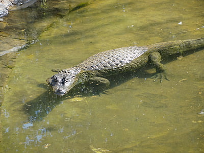 Alligator, Tier, Safari, Zoo, wildes Tier, Gefahr für Tiere, Wasser