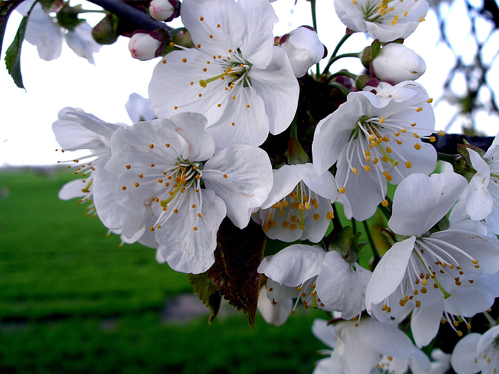 애플의 꽃, 꽃, 봄, 하얀, 사과 나무, 애플 꽃 지점, 자연