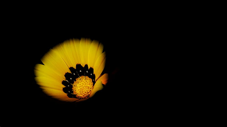 yellow, petal, flower, bloom, nature, plant, black