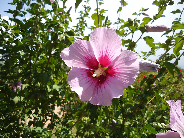 fiore, pianta, bel fiore, Bloom