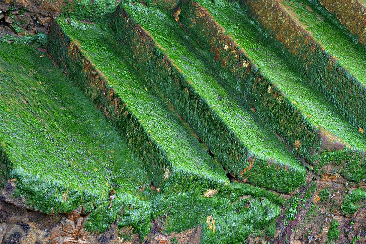 steps, green, mosses, wild, growing, damp, wet