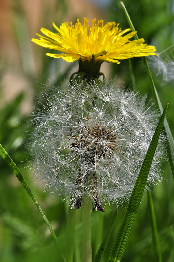 dandelion, yellow, white, meadow, flowers, close, nature