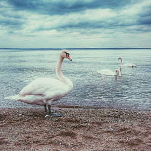 swans, lake, beach, nature, water, bird, wildlife