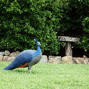 peahen, hen, blue, bird, peacock, plumage, wildlife