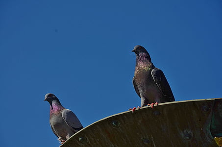 Colombe, pigeons et tourterelles, animal, oiseau, ailes, Pigeon, Flying