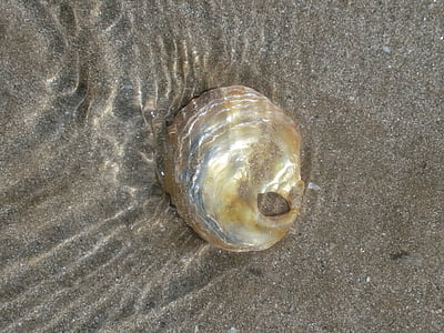 Bretagne, shell, strand, zee, water