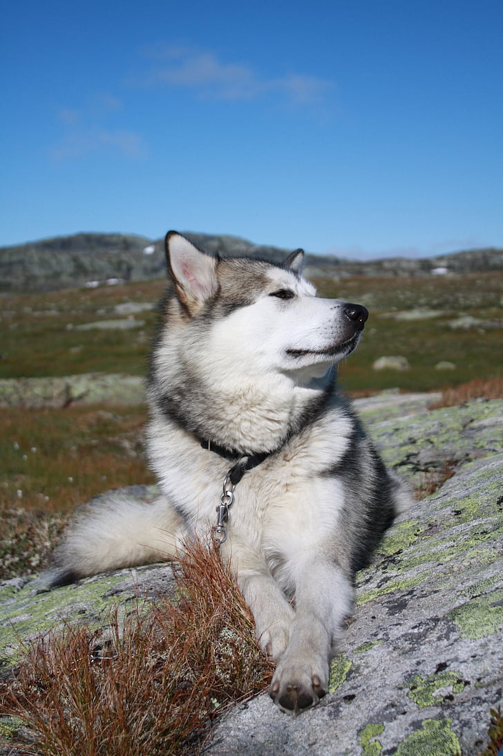Aliaskos malamutas, hardangervidda kalnų plynaukštė, kelionė, Saulė, rogės šuo